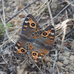 Junonia villida at Tharwa, ACT - 13 Feb 2016 07:23 PM