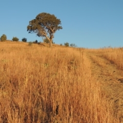 Bothriochloa macra (Red Grass, Red-leg Grass) at Urambi Hills - 25 Apr 2016 by michaelb