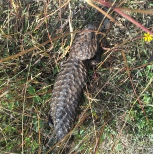 Tiliqua rugosa at Gungahlin, ACT - 13 May 2016