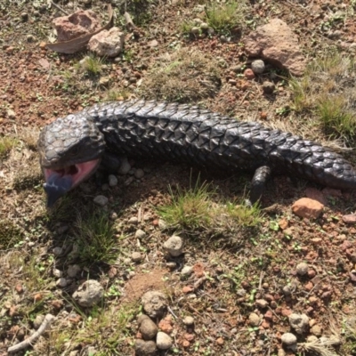 Tiliqua rugosa (Shingleback Lizard) at Hackett, ACT - 13 May 2016 by AaronClausen