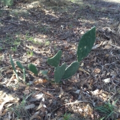 Opuntia stricta (Common Prickly Pear) at Hackett, ACT - 13 May 2016 by AaronClausen