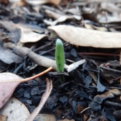 Caladenia atrovespa (Green-comb Spider Orchid) at Aranda, ACT - 13 May 2016 by CathB