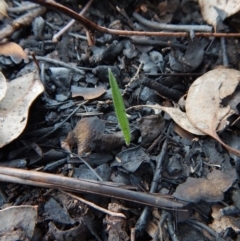 Caladenia atrovespa at Aranda, ACT - suppressed