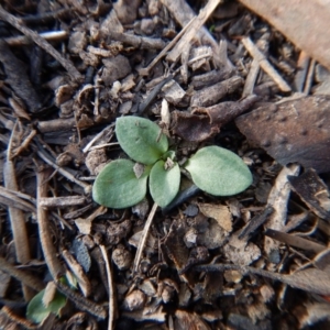 Diplodium sp. at Aranda, ACT - 13 May 2016