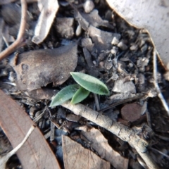 Glossodia major (Wax Lip Orchid) at Aranda, ACT - 13 May 2016 by CathB