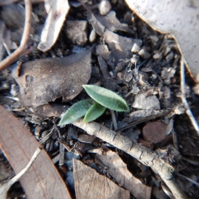 Glossodia major (Wax Lip Orchid) at Aranda, ACT - 13 May 2016 by CathB