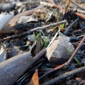 Caladenia fuscata at Belconnen, ACT - 13 May 2016