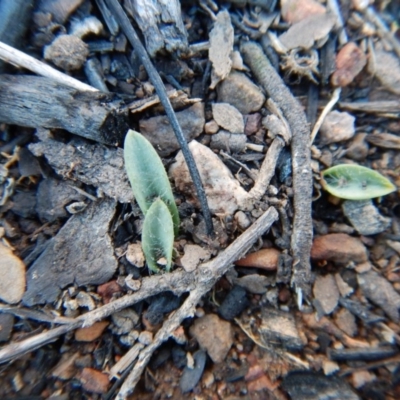 Glossodia major (Wax Lip Orchid) at Aranda, ACT - 13 May 2016 by CathB