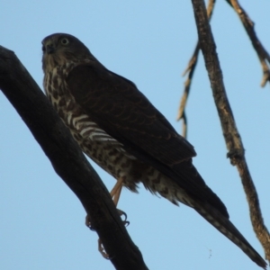 Tachyspiza cirrocephala at Paddys River, ACT - 13 Feb 2016