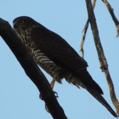 Tachyspiza cirrocephala at Paddys River, ACT - 13 Feb 2016