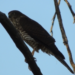 Tachyspiza cirrocephala at Paddys River, ACT - 13 Feb 2016