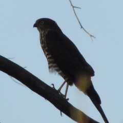 Tachyspiza cirrocephala at Paddys River, ACT - 13 Feb 2016 07:37 PM