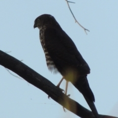 Tachyspiza cirrocephala at Paddys River, ACT - 13 Feb 2016 07:37 PM