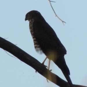 Tachyspiza cirrocephala at Paddys River, ACT - 13 Feb 2016 07:37 PM