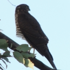 Tachyspiza cirrocephala at Paddys River, ACT - 13 Feb 2016