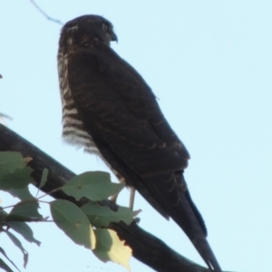Tachyspiza cirrocephala at Paddys River, ACT - 13 Feb 2016 07:37 PM