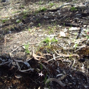 Caladenia fuscata at Belconnen, ACT - suppressed