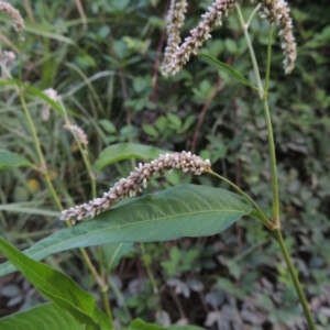 Persicaria lapathifolia at Paddys River, ACT - 13 Feb 2016 07:44 PM