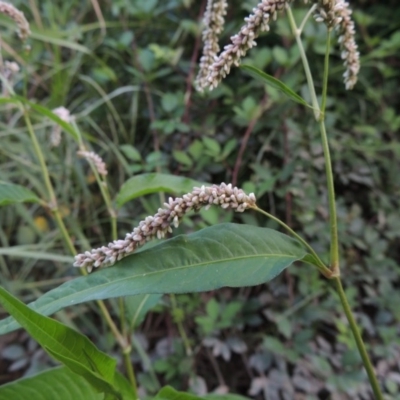 Persicaria lapathifolia (Pale Knotweed) at Paddys River, ACT - 13 Feb 2016 by MichaelBedingfield