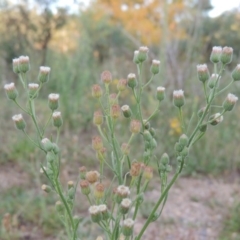 Erigeron bonariensis (Flaxleaf Fleabane) at Paddys River, ACT - 13 Feb 2016 by michaelb