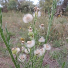 Erigeron bonariensis at Paddys River, ACT - 13 Feb 2016 08:01 PM