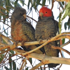 Callocephalon fimbriatum (Gang-gang Cockatoo) at Booth, ACT - 14 Jan 2016 by JohnBundock