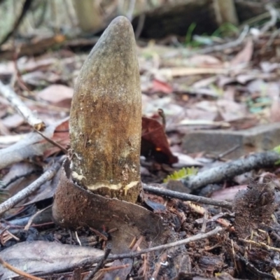 Cordyceps sp. (genus) (Caterpillar fungus) at Paddys River, ACT - 12 Jan 2016 by NickWilson