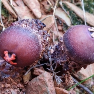 Calostoma fuscum at Cotter River, ACT - 14 May 2016 09:57 AM