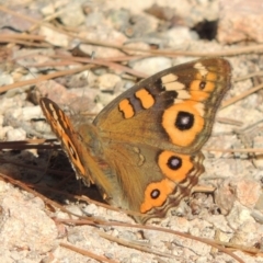 Junonia villida (Meadow Argus) at Melrose - 17 Feb 2016 by MichaelBedingfield