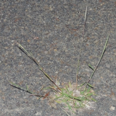 Bothriochloa macra (Red Grass, Red-leg Grass) at Gordon, ACT - 15 Feb 2016 by michaelb