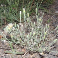 Vittadinia cuneata var. cuneata (Fuzzy New Holland Daisy) at Gordon, ACT - 15 Feb 2016 by michaelb