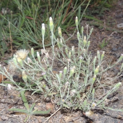 Vittadinia cuneata var. cuneata (Fuzzy New Holland Daisy) at Gordon, ACT - 15 Feb 2016 by MichaelBedingfield