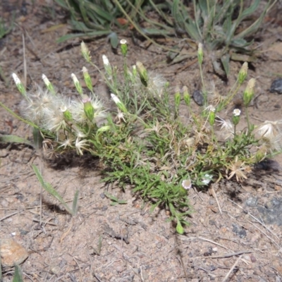 Vittadinia muelleri (Narrow-leafed New Holland Daisy) at Pine Island to Point Hut - 15 Feb 2016 by michaelb