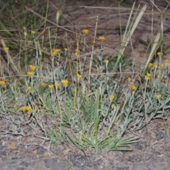 Chrysocephalum apiculatum (Common Everlasting) at Pine Island to Point Hut - 15 Feb 2016 by michaelb