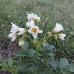 Solanum tuberosum (Potato) at Pine Island to Point Hut - 15 Feb 2016 by michaelb