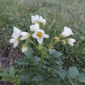 Solanum tuberosum at Gordon, ACT - 15 Feb 2016