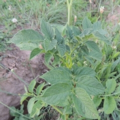 Solanum tuberosum at Gordon, ACT - 15 Feb 2016