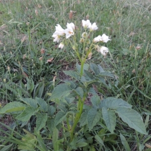 Solanum tuberosum at Gordon, ACT - 15 Feb 2016