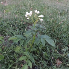 Solanum tuberosum at Gordon, ACT - 15 Feb 2016