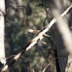 Cinclosoma punctatum (Spotted Quail-thrush) at Yarrow, NSW - 14 May 2016 by roymcd