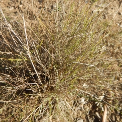 Calotis lappulacea (Yellow Burr Daisy) at Red Hill, ACT - 15 May 2016 by MichaelMulvaney