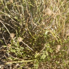 Calotis lappulacea at Red Hill, ACT - 15 May 2016 03:21 PM