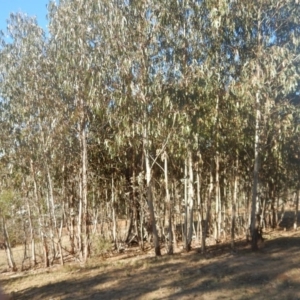 Eucalyptus globulus subsp. bicostata at Red Hill, ACT - 15 May 2016 03:21 PM