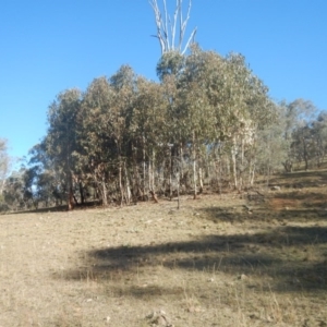 Eucalyptus globulus subsp. bicostata at Red Hill, ACT - 15 May 2016 03:21 PM