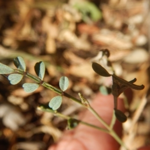 Indigofera adesmiifolia at Deakin, ACT - 15 May 2016