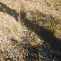 Eragrostis curvula (African Lovegrass) at Deakin, ACT - 15 May 2016 by MichaelMulvaney