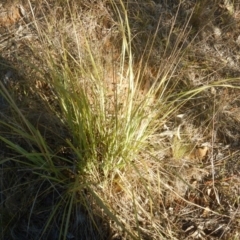 Eragrostis curvula at Deakin, ACT - 15 May 2016 04:12 PM