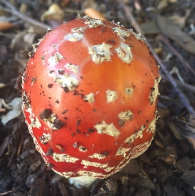 Amanita muscaria (Fly Agaric) at Canberra, ACT - 16 May 2016 by AaronClausen