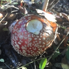 Amanita muscaria at Canberra, ACT - 16 May 2016