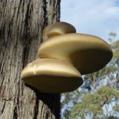 Laetiporus portentosus (White Punk) at Canberra Central, ACT - 16 May 2016 by RWPurdie